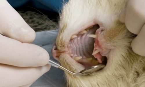 Cat having their teeth examined