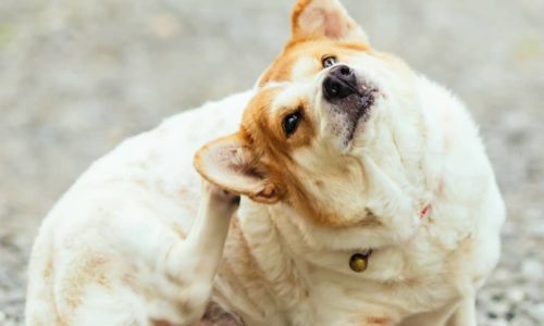 Dog scratching themselves behind their ear