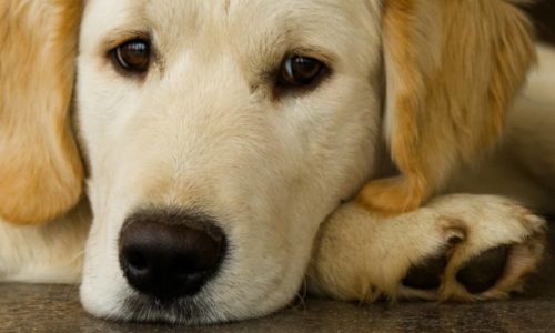 A Golden Retriever looking sad