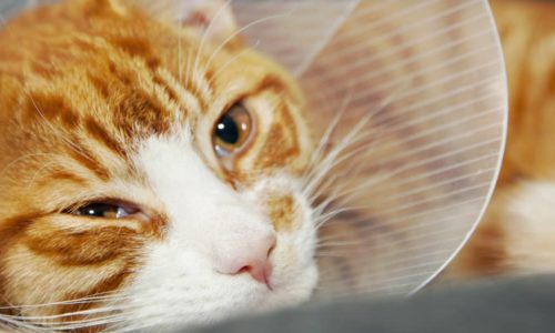 Ginger striped cat wearing a cone