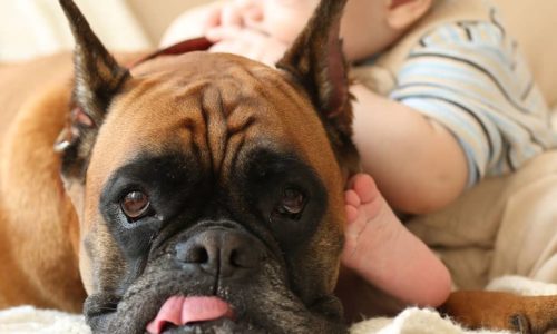 A dog with their tongue sitting beside a baby